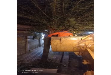تلاش شبانه روزی پرسنل شهرداری تولم شهر جهت شاخه زنی اشجار سطح شهر