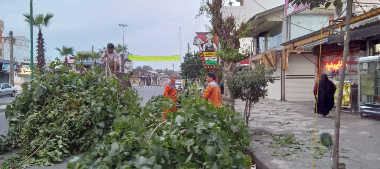 اجرای عملیات شاخه‌زنی درختان سطح شهر تولم‌شهر با هدف آمادگی برای فصل زمستان
